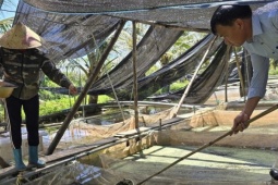 Thị trường - Tiêu dùng - Từ vỡ nợ, trở thành tỷ phú nhờ nuôi ốc bươu đen