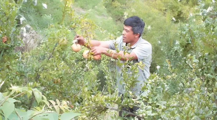 Đồi trọc ngày xưa giờ lựu sai trĩu quả - nơi đất hoang trở thành "vườn vàng", vừa mang lại thu nhập ổn định cho người dân, vừa góp phần làm xanh hóa nông thôn. Ảnh: Jintai News