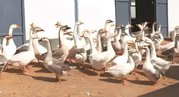 Hàng nghìn con ngỗng trắng trong trại chuẩn hóa, mô hình doanh nghiệp + nông hộ không chỉ mang lại bạc triệu cho nông dân mà còn giúp chăn nuôi phát triển bền vững, giảm lãng phí và ô nhiễm. Ảnh: Jintai News