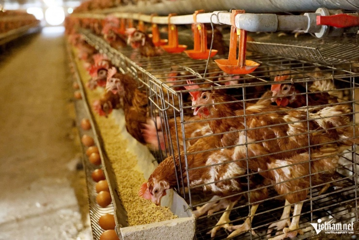 Trang trại gà của anh Nguyên được nuôi theo mô hình công nghệ cao.