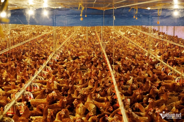 Trang trại nuôi gà công nghệ cao của anh Nguyên.