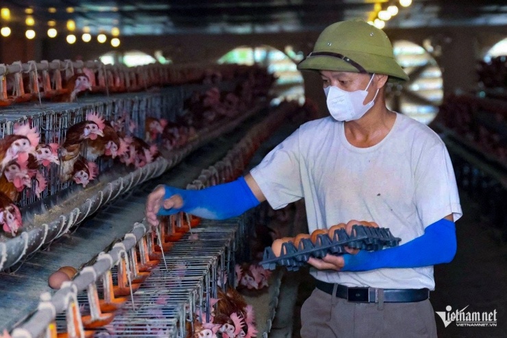 Một lao động đi thu gom trứng trong trang trại.