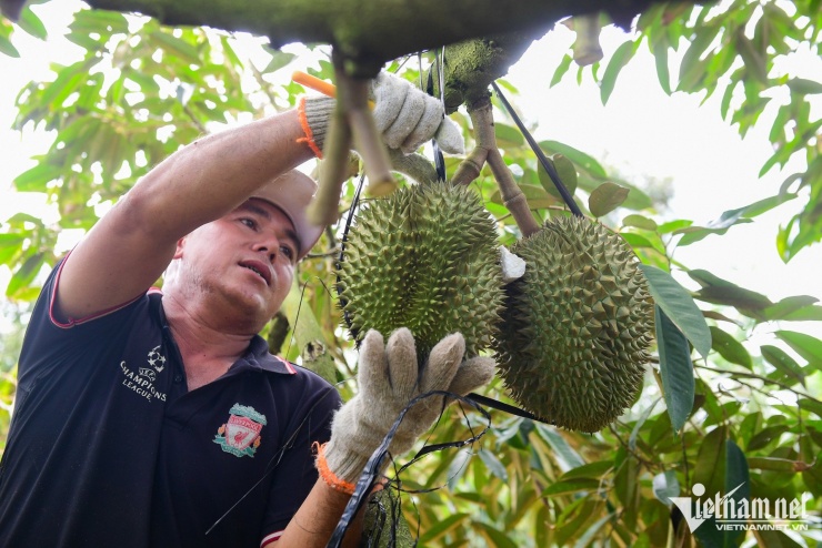 Kim ngạch xuất khẩu sầu riêng tháng 9 ước đạt 800-900 triệu USD - mức cao chưa từng có trong lịch sử. Ảnh: Nguyễn Huế