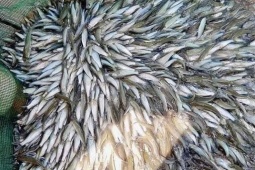 Thị trường - Tiêu dùng - "Lộc trời" chỉ xuất hiện một lần trong năm, xưa dành cho người nghèo nay giá tới nửa triệu đồng/kg