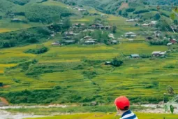 Du lịch - Say đắm mùa lúa chín trên triền núi Lào Cai
