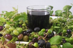 Thị trường - Tiêu dùng - Quả mọc dại bờ rào, trước rụng đầy gốc nay thành đặc sản "hái ra tiền"