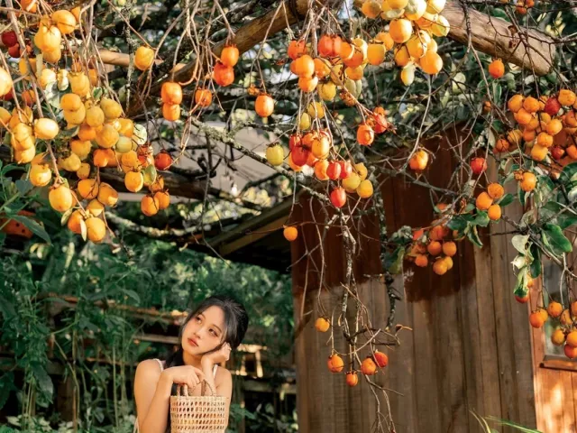 Du lịch - Măng Đen vào mùa hồng chín điểm đến 'ăn ảnh' giữa cao nguyên