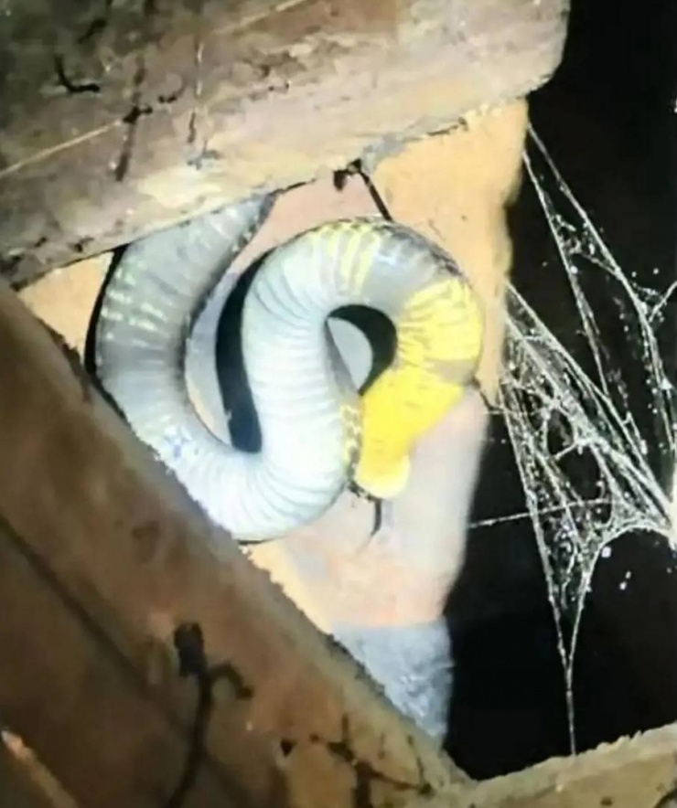 Rắn hổ mang chúa dài 3,5m, nặng 7kg. Ảnh: Sohu