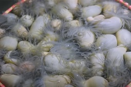 Thị trường - Tiêu dùng - Việt Nam có 2 loại hải sản được ví như "thần dược cho quý ông", xưa rẻ như cho nay gần 1 triệu/kg