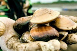 Thị trường - Tiêu dùng - Thủy sản bình dân ở chợ Việt được Nhật mua giá đắt đỏ, tiền thu về gấp 10,5 lần