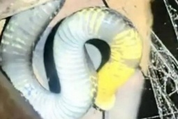 Bạn trẻ - Cuộc sống - Rắn hổ mang chúa dài 3,5m, nặng 7kg bò vào nhà, vợ chồng thức trắng đêm vì sợ