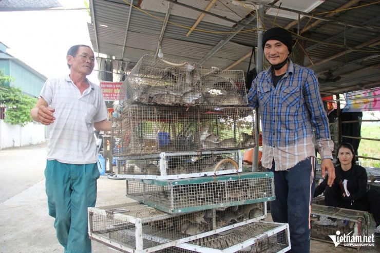 Người dân đưa chuột đến cơ sở thu mua để bán. Chuột đánh bắt còn sống sẽ được giá hơn.
