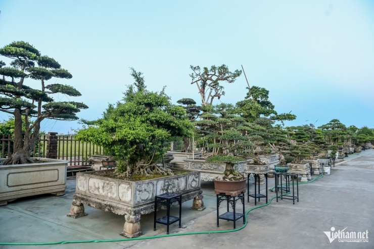 Nhiều hộ gia đình ở làng Vị Khê sở hữu những vườn cây cảnh giá trị lớn.