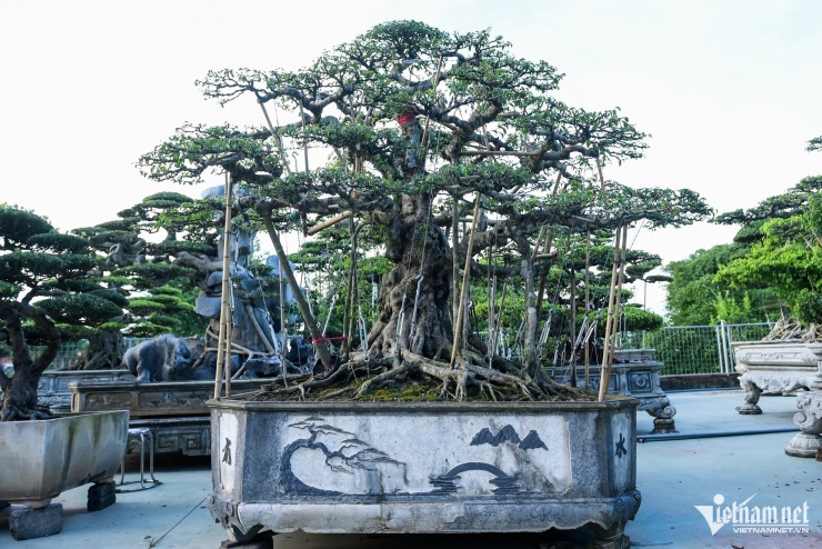 2 cây sanh nghệ thuật cổ thụ mới được ông Khanh bán với giá 3 tỷ đồng.