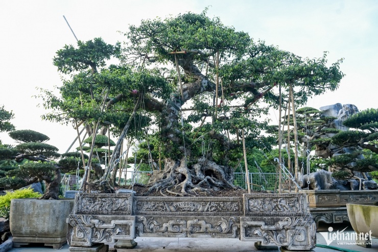 Bí mật của những cây cảnh giá hơn 9 tỷ đồng ở Ninh Bình - 3