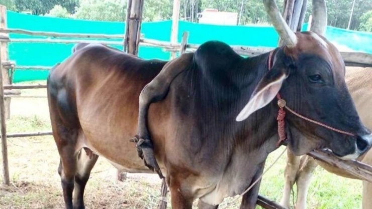 Con bò 5 chân được trả giá tới 1 triệu baht (826 triệu đồng).