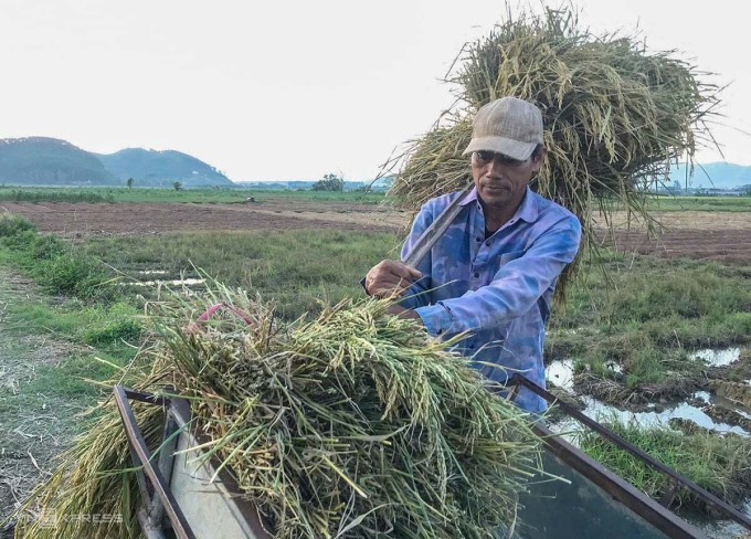 Người dân xã Trung Lộc, trước đây thuộc huyện Nghi Lộc, thu hoạch lúa chạy bão, chiều 24/9. Ảnh: Đức Hùng