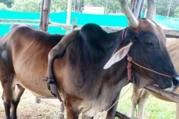 Bạn trẻ - Cuộc sống - Con bò 5 chân được trả 826 triệu đồng, người đàn ông từ chối bán