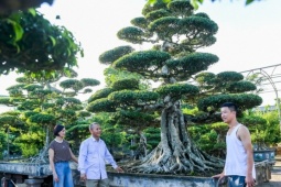 Thị trường - Tiêu dùng - Bí mật của những cây cảnh giá hơn 9 tỷ đồng ở Ninh Bình