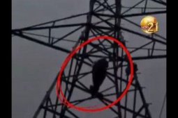 Bạn trẻ - Cuộc sống - Nam thanh niên trèo lên cột điện la hét vì bạn gái sắp kết hôn với người khác