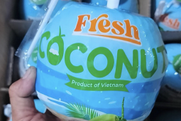 Mỹ vượt Trung Quốc thành thị trường nhập dừa lớn nhất của Việt Nam