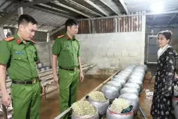 Tin tức trong ngày - Phát hiện cơ sở sản xuất gần 5 tạ giá đỗ ngâm chất cấm
