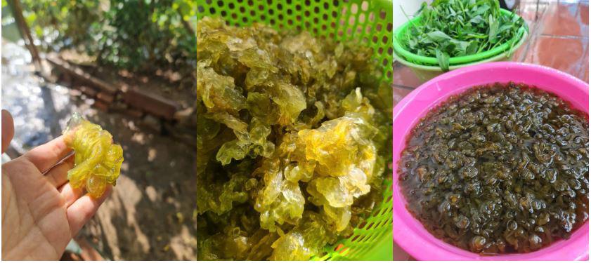 Không chỉ thu hoạch vất vả, việc sơ chế dún đá cũng đòi hỏi tốn nhiều thời gian và công sức. Ảnh: Uyen Sho