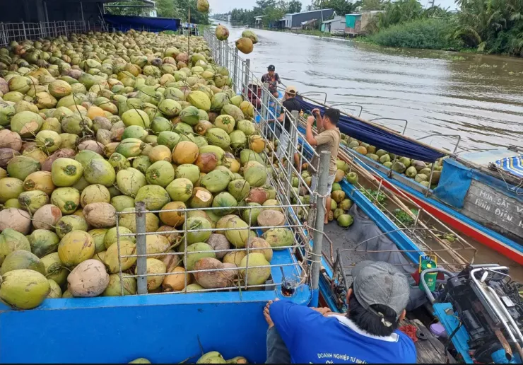 Ông Cao Bá Đăng Khoa, Phó chủ tịch thường trực kiêm Tổng thư ký Hiệp hội Dừa Việt Nam. Ảnh: Thu Hà