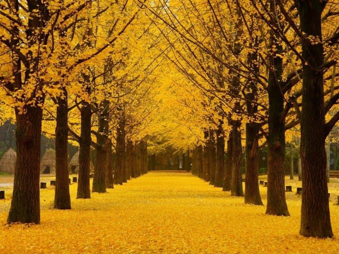 Hàng cây ngân hạnh trổ lá vàng rực rỡ vào mùa thu trên đảo Nami, Hàn Quốc. Ảnh: Wallpaper