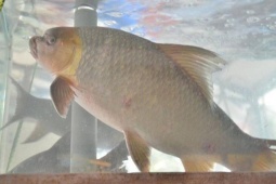 Thị trường - Tiêu dùng - Loài cá tiến Vua "quý như vàng" ở Việt Nam, cả thế giới chỉ 2 quốc gia sở hữu, có người nuôi thành công