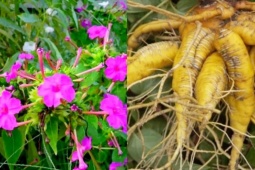 Thị trường - Tiêu dùng - Cây người Việt trồng làm cảnh, ai tinh mắt đào rễ bán cũng “hái ra tiền”