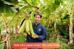 Tin tức sức khỏe - Loại quả được mệnh danh là “trái cây hạnh phúc”, rất giàu dinh dưỡng cho phổi, nhưng thường bị người Việt bỏ qua