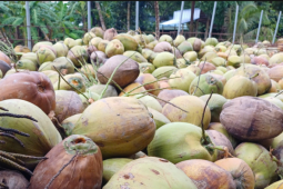 Bất ngờ Việt Nam phải chi hơn 31 triệu USD để nhập khẩu dừa