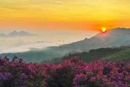 Du lịch - Đồi sim Suối Bon tím lịm - tọa độ sống ảo mới ở Mộc Châu