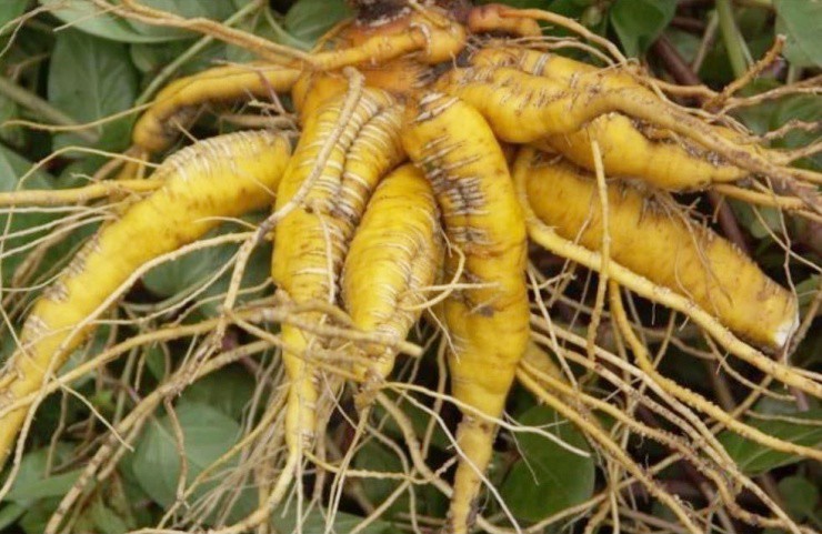 Cây người Việt trồng làm cảnh, ai tinh mắt đào rễ bán cũng “hái ra tiền” - 3