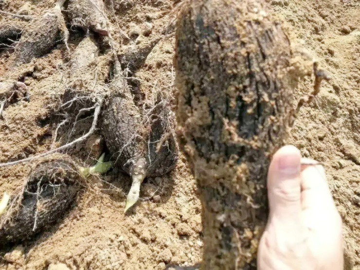 Cây người Việt trồng làm cảnh, ai tinh mắt đào rễ bán cũng “hái ra tiền” - 2