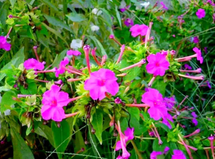 Cây người Việt trồng làm cảnh, ai tinh mắt đào rễ bán cũng “hái ra tiền” - 1