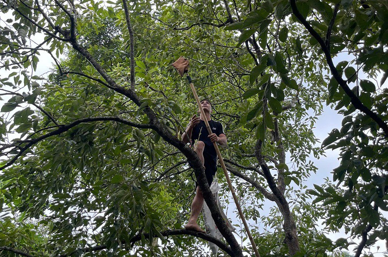 Để hái hồng da tre, anh Khiêm phải cẩn thận làm chiếc túi vải vào đầu cây sào tre để quả hồng không bị va đập, dập nát. 