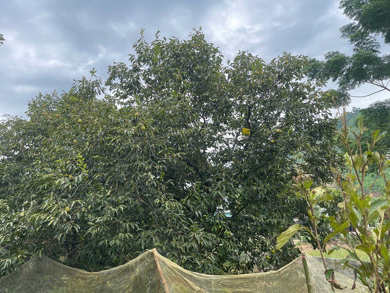 Vào những năm được mùa, 2 cây hồng nhà anh Khiêm có thể cho thu hoạch hàng tạ quả, thu về hàng chục triệu đồng.