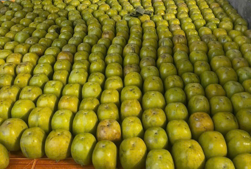 Hồng da tre sau khi hái về sẽ được đặt úp cuống xuống, chờ 3-5 ngày sau hồng chuyển sang màu vàng, trong như thạch là ăn được. (Ảnh: Nguyễn Ngọc Khiêm)