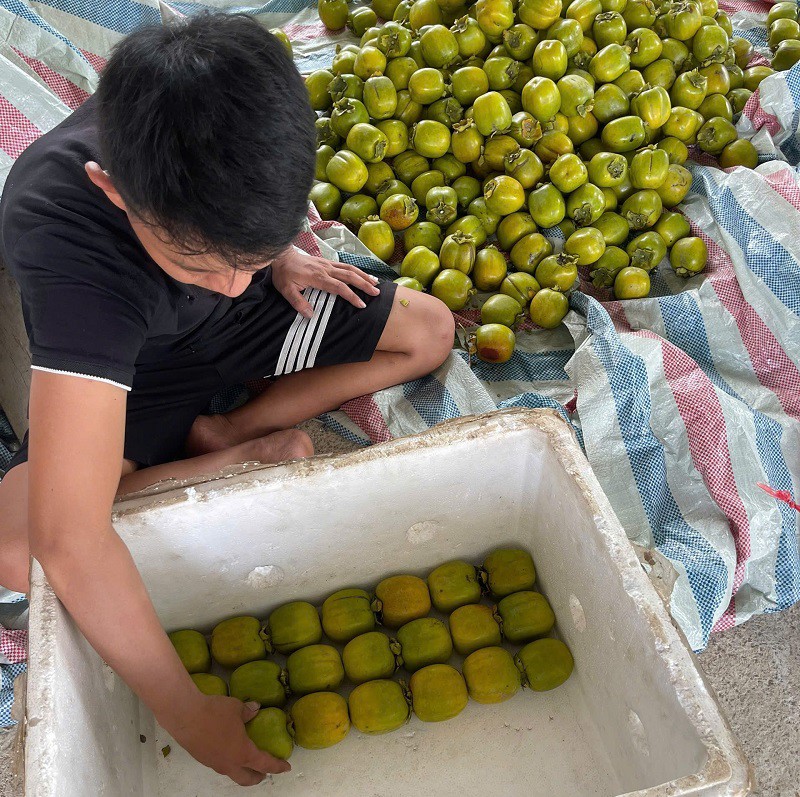 Hồng da tre hái đến đâu được thu mua hết đến đó với giá gấp 3-4 lần các loại hồng khác.