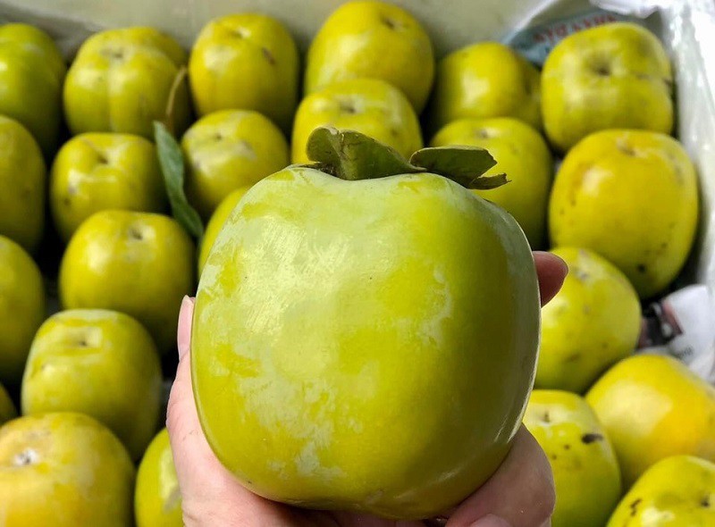 Hồng da tre có lớp vỏ ngoài xanh bóng như thân cây tre, khi chín sẽ chuyển sang màu vàng như mật ong, trong như thạch. (Ảnh: Nguyễn Trọng Nghĩa)