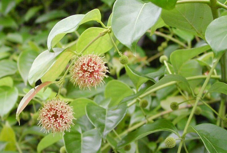 Từ “cây phiền phức” thành “cây ATM”, gần nửa triệu/kg vẫn hút khách - 1