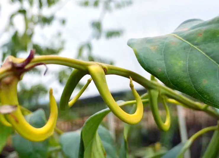 Từ “cây phiền phức” thành “cây ATM”, gần nửa triệu/kg vẫn hút khách - 2