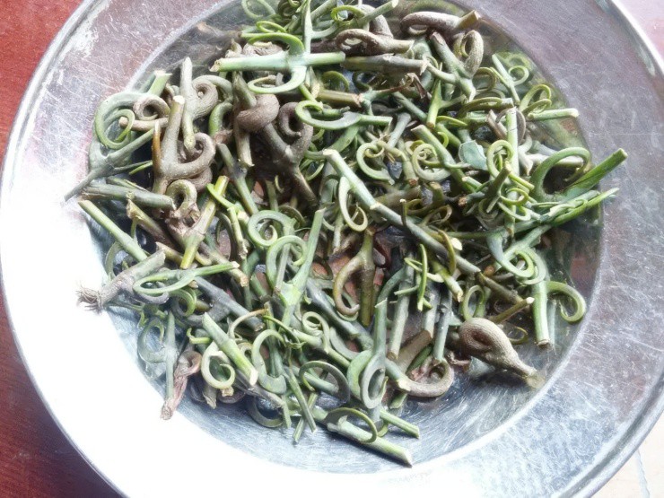 Từ “cây phiền phức” thành “cây ATM”, gần nửa triệu/kg vẫn hút khách - 3