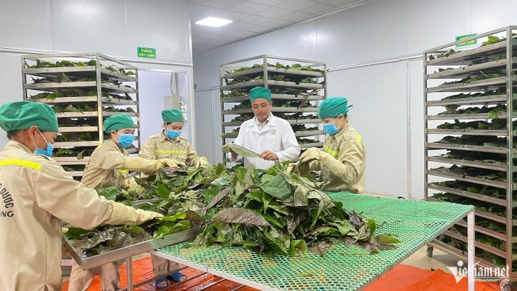 Kiểm tra nguyên liệu trước khi đưa vào chế biến. Ảnh: T.H