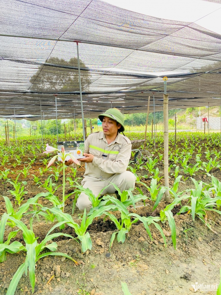 Vườn ươm trinh nữ hoàng cung. Ảnh: T.H