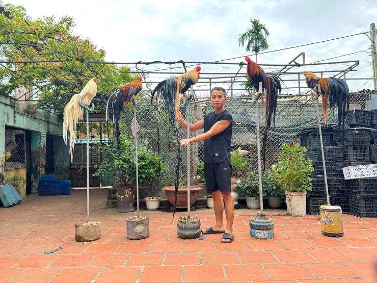 Anh Đại bên dàn gà cưng. Trong đó, hai con thứ 3, 4 (từ trái sang) thuộc giống gà đuôi dài Onagadori của Nhật Bản