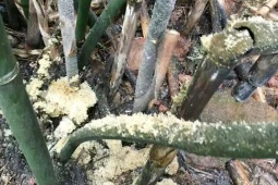 Thị trường - Tiêu dùng - Thứ bám trên cây tre được ví như "tổ yến", giá gần 700.000 đồng/kg thành đặc sản siêu quý hiếm