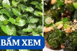 Tin tức sức khỏe - Loại rau “khắc tinh” của đau nhức xương khớp: Đem cuốn thịt, già trẻ đều mê